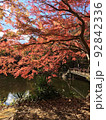神奈川県秦野市　震生湖紅葉4 92842336