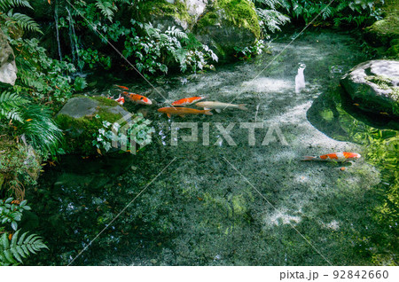 京都 夏の瑠璃光院の鮮やかな新緑 京都 夏の瑠璃光院の鮮やかな新緑 92842660