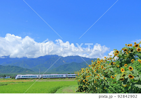 大糸線の夏　ヒマワリと特急あずさ 92842902