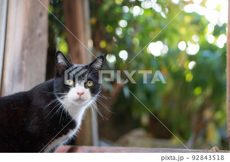 日本の森に暮らす野良猫 92843518