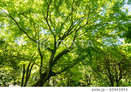 鎌倉 夏の明月院の美しい新緑と和の空間 鎌倉 夏の明月院の美しい新緑と和の空間 92843843