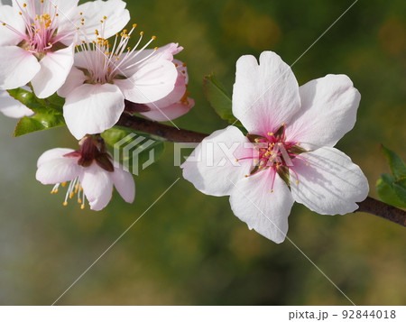 ヘントウの花 ヘントウの花 92844018