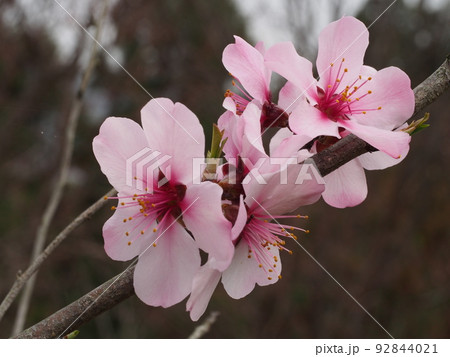 ヘントウの花 92844021