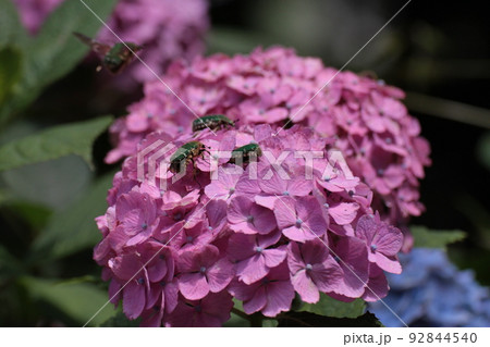 紫陽花とハナムグリ 92844540