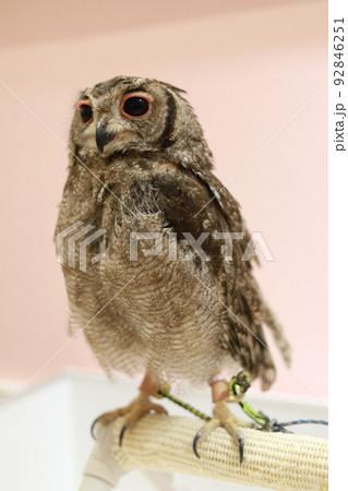 お目目の可愛いミミズク全身 お目目の可愛いミミズク全身 92846251