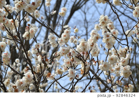 満開の梅の花（白） 92846324