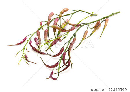 紫大根の実、鞘大根 92846590
