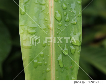 ミョウガの葉に付いた雨の雫 ミョウガの葉に付いた雨の雫 92847198