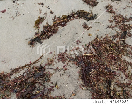 海藻 海藻 92848082