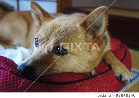 室内でくつろぐ犬 92848340