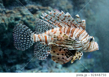 ミノカサゴ ミノカサゴ 92848750