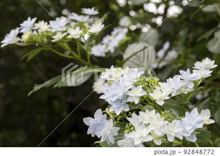 初夏のかざはやの里を彩る紫陽花群 92848772