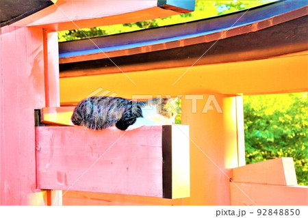 伏見稲荷大社 伏見稲荷大社 92848850