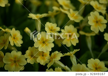 満開のプリメラ（黄色） 92849167