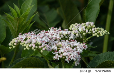 In the wild, elderberry herbaceous Sambucus ebulus blooms in summer 92849860