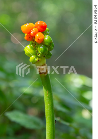 Arum maculatum with red berries also called Cuckoo Pint or Lords and Ladies, poisonous woodland plant against a dark green background, copy space, close-up shot, selected focus, narrow depth of field 92849864
