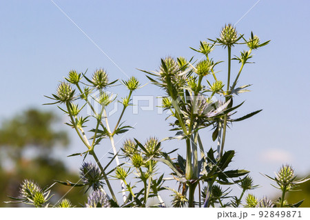 field eryngo or eryngium campestre. Cardo corredor. Plant member of the Apiaceae family. field eryngo or eryngium campestre. Cardo corredor. Plant member of the Apiaceae family. 92849871