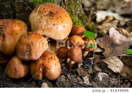 gymnopus fusipes mushroom cluster, edible when young 92849896