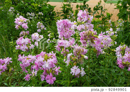 Saponaria officinalis white flowers in summer garden. Common soapwort, bouncing-bet, crow soap, wild sweet William plant Saponaria officinalis white flowers in summer garden. Common soapwort, bouncing-bet, crow soap, wild sweet William plant 92849901