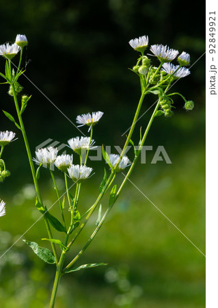 Annual fleabane Erigeron annuus, Daisy fleabane Eastern daisy fleabane herbaceous plant with closed flower buds and open blooming flowers consisting of bright white petals growing from yellow 92849921