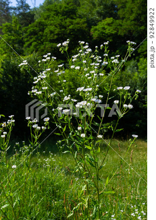 Annual fleabane Erigeron annuus, Daisy fleabane Eastern daisy fleabane herbaceous plant with closed flower buds and open blooming flowers consisting of bright white petals growing from yellow 92849922