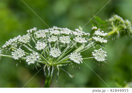 Flowering black cumin, Bunium bulbocastanum in the natural environment on a green background 92849955