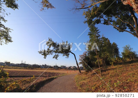 秋の埼玉県の蓮田市国定史跡黒浜貝塚 秋の埼玉県の蓮田市国定史跡黒浜貝塚 92850271