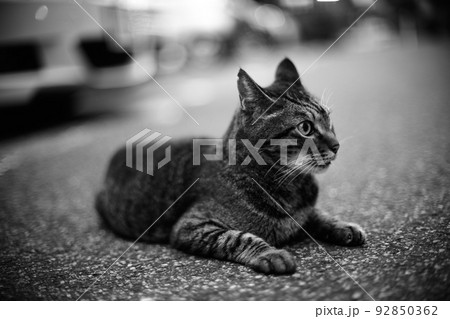 駐車場のキジトラ猫の写真 92850362