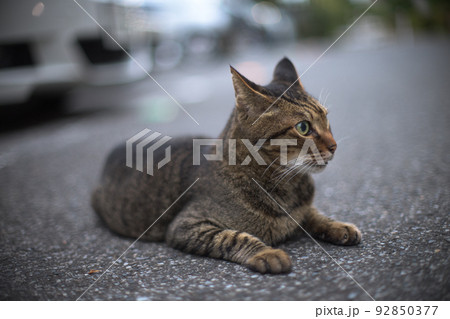 駐車場のキジトラ猫のモノクローム写真 駐車場のキジトラ猫のモノクローム写真 92850377