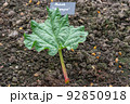 Growing rhubarb with a sign on which the name of the plant is written 92850918