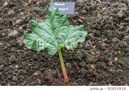 Growing rhubarb with a sign on which the name of the plant is written Growing rhubarb with a sign on which the name of the plant is written 92850918