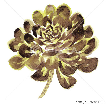 aeonium22806pix8 92851308