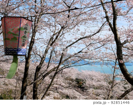 広島の花見の名所　正福寺山公園 92851446