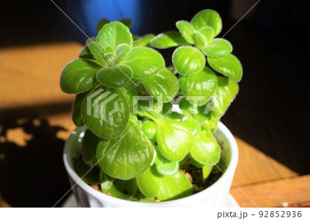 アロマティカス　アロマチクス　キューバンオレガノ 92852936