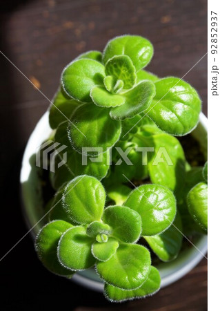 アロマティカス　アロマチクス　キューバンオレガノ 92852937