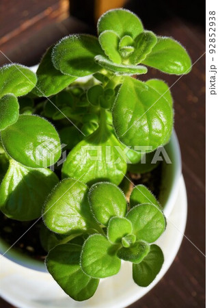 アロマティカス　アロマチクス　キューバンオレガノ 92852938