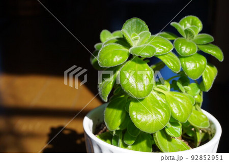 アロマティカス アロマチクス キューバンオレガノ アロマティカス アロマチクス キューバンオレガノ 92852951