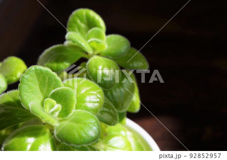 アロマティカス　アロマチクス　キューバンオレガノ 92852957