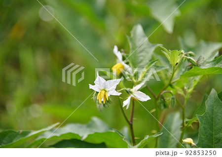 ワルナスビの花 92853250