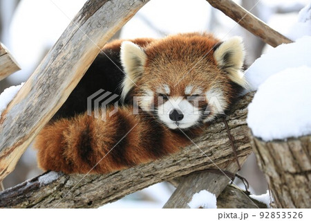 レッサーパンダ 92853526