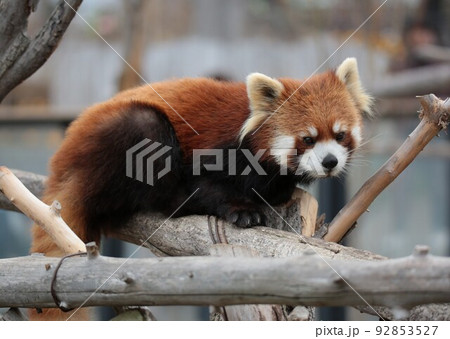 レッサーパンダ 92853527