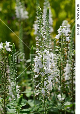 ベロニカ ロンギフォリア 白 ベロニカ ロンギフォリア 白 92853546