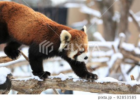 レッサーパンダ レッサーパンダ 92853585