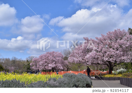 蘆花恒春園の菜の花と高遠小彼岸桜 92854117