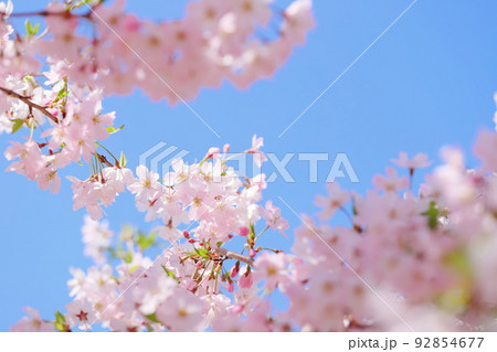 青空に映える満開の思川桜 92854677