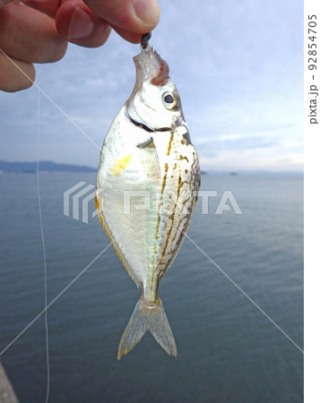 ヒイラギ　釣り 92854705