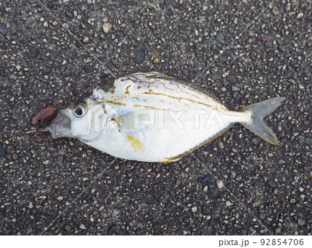 ヒイラギ　釣り 92854706