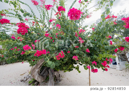 ブーゲンビリア 92854850