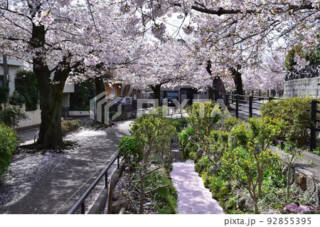 世田谷・北沢川緑道の桜 92855395