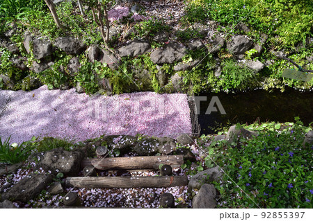 世田谷・北沢川の桜の花筏 92855397